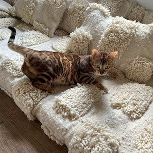 Image #1 from Corinne Conus